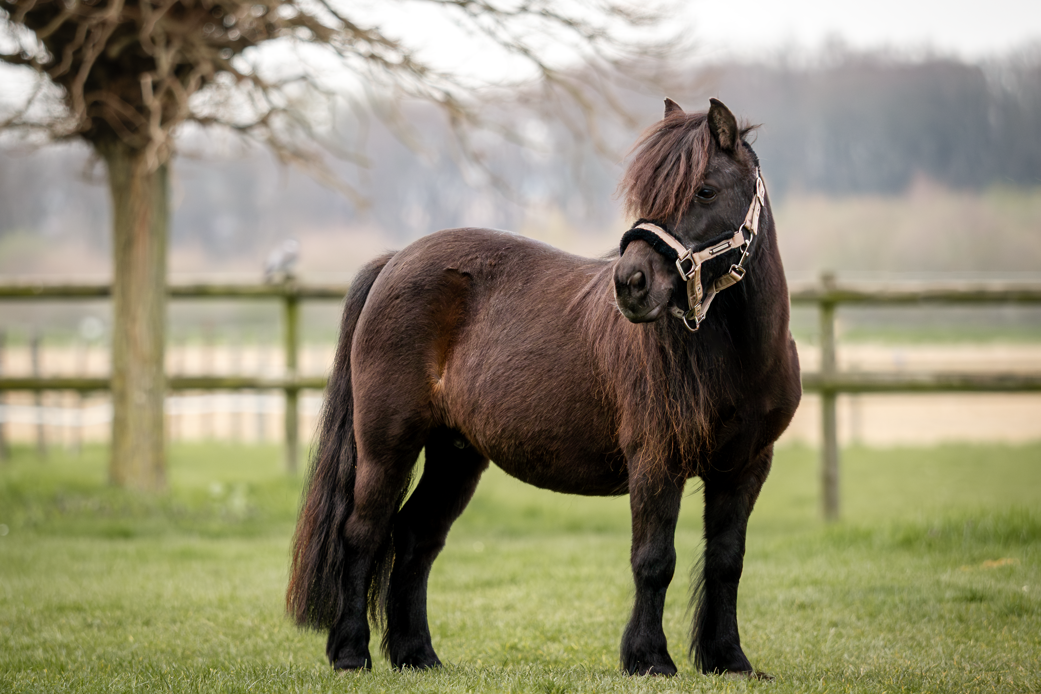 Unser Pony der Kinderreitschule - Anni