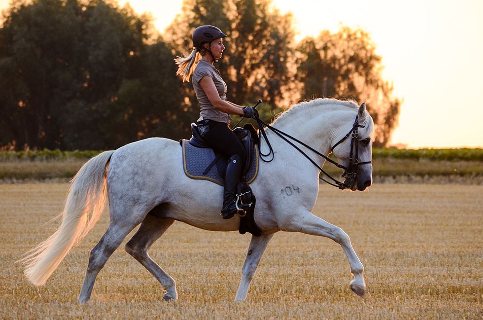 Unser Pony der Kinderreitschule - Tori