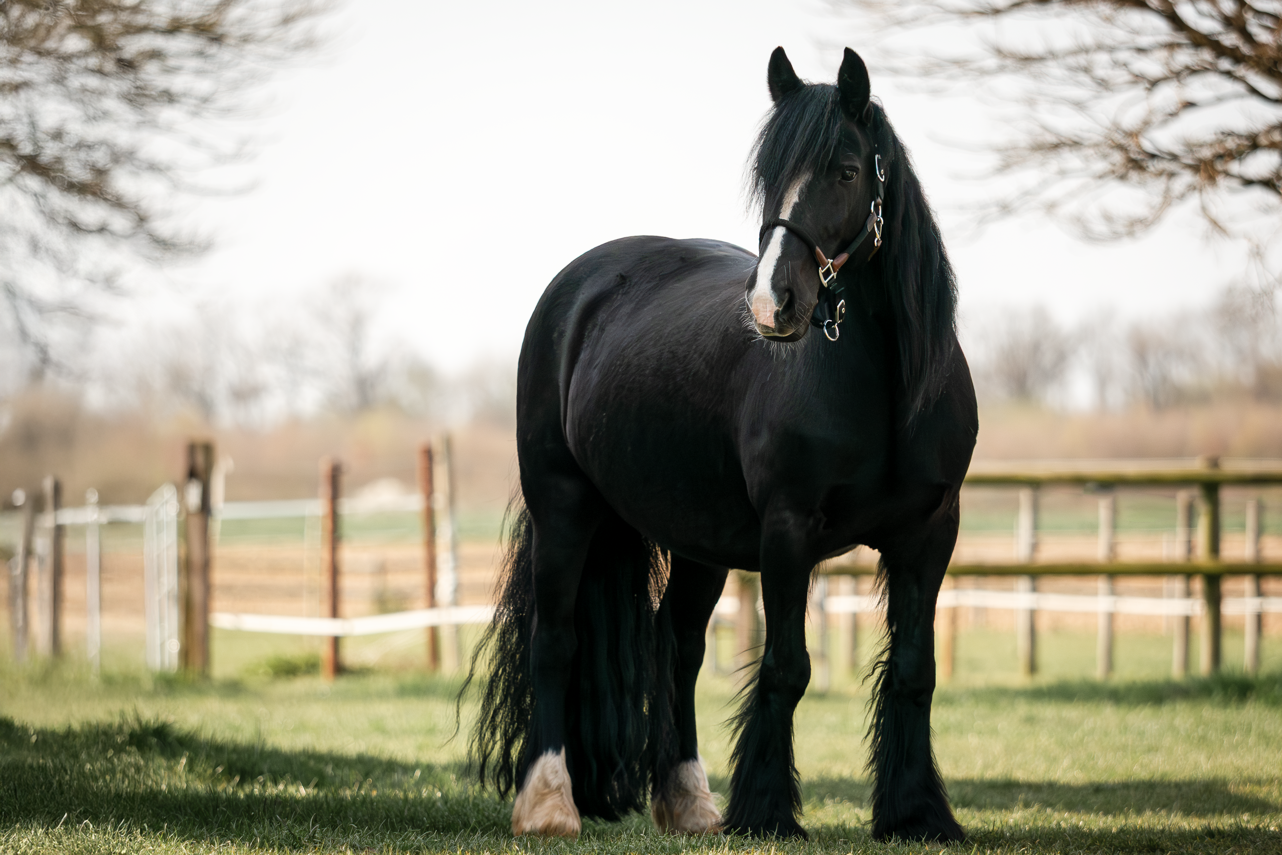 Unser Pony der Kinderreitschule - Felix