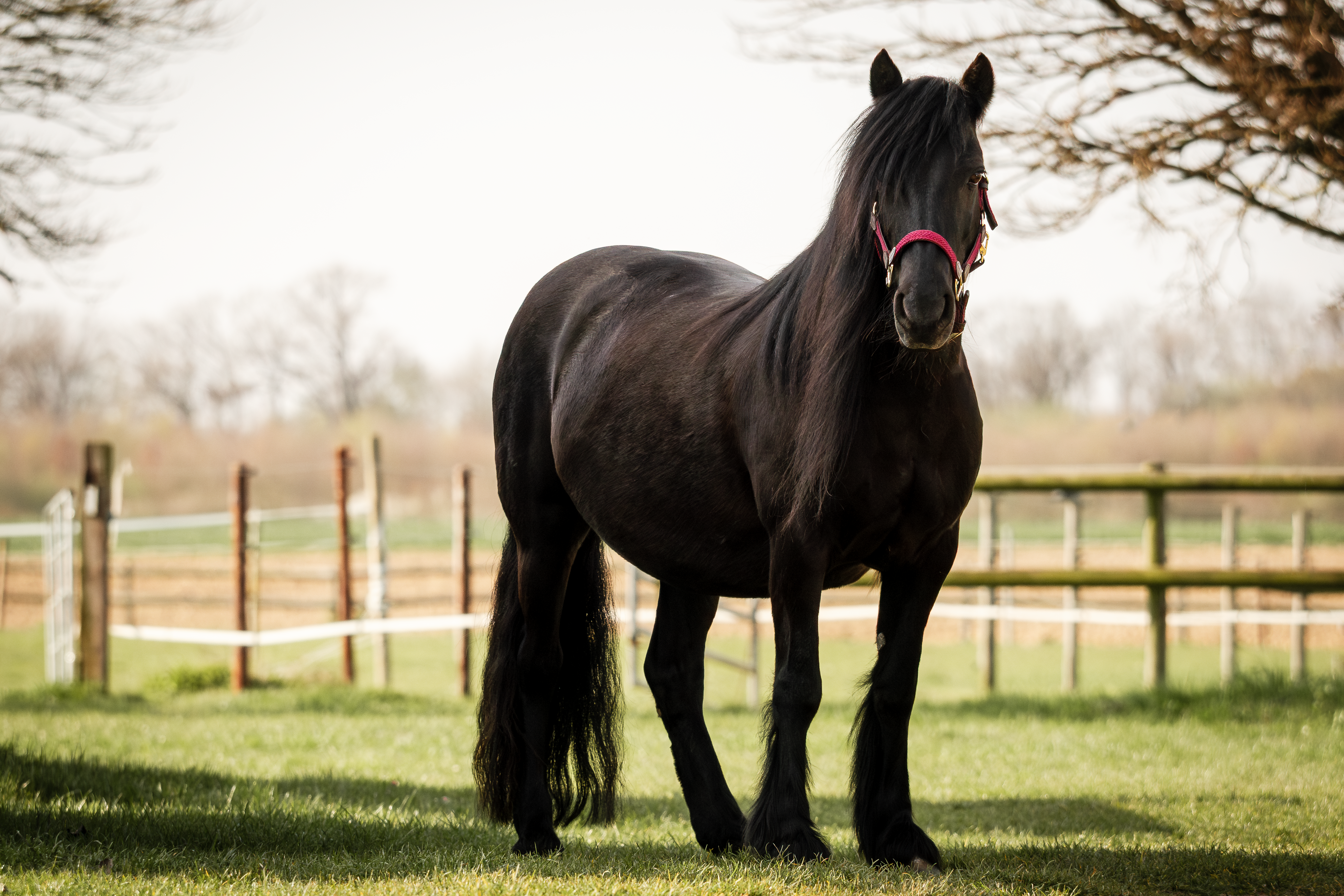 Unser Pony der Kinderreitschule - June