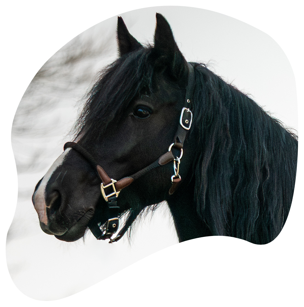 Mädchen küsst ein Pony