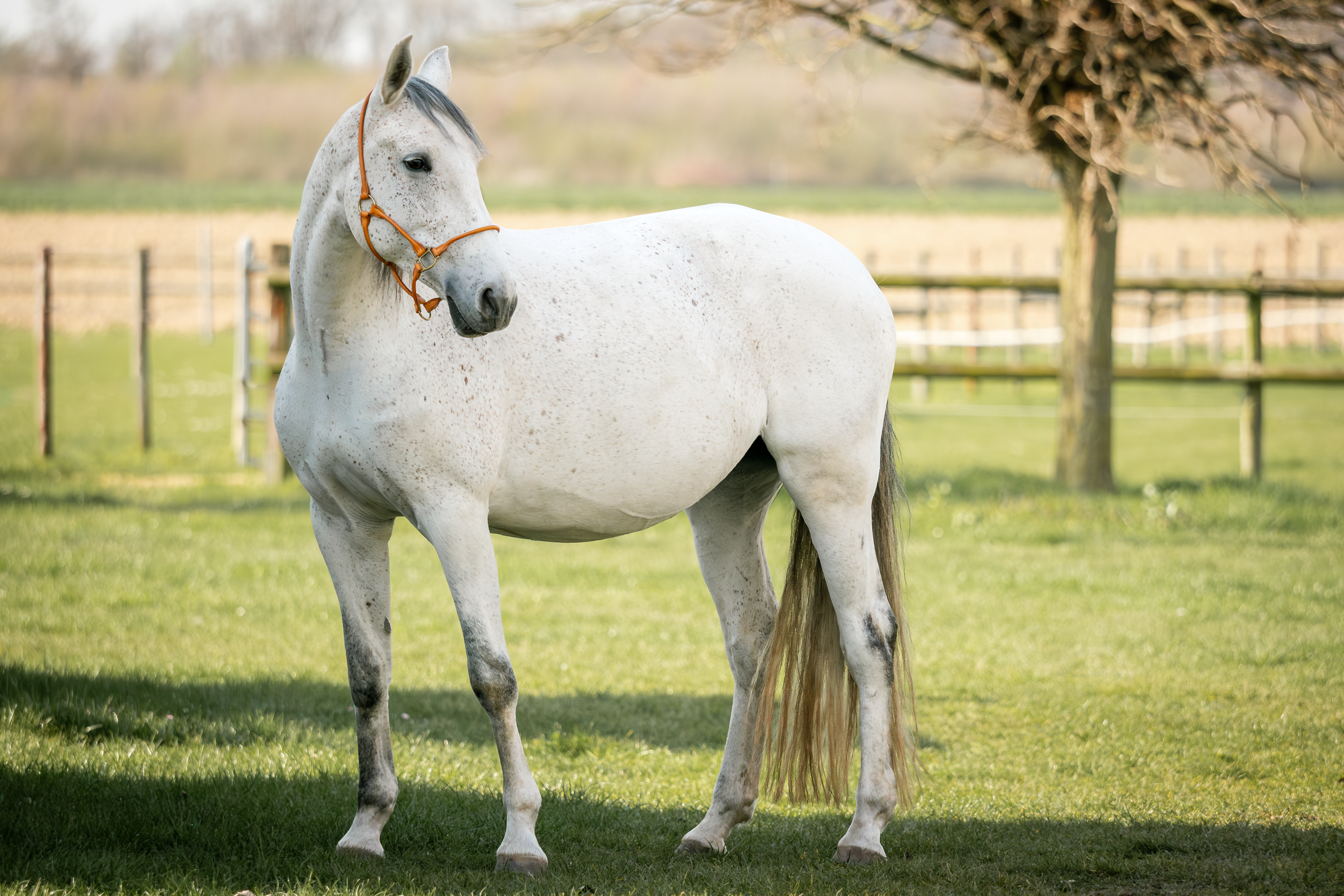 Unser Pony der Kinderreitschule - Maserati