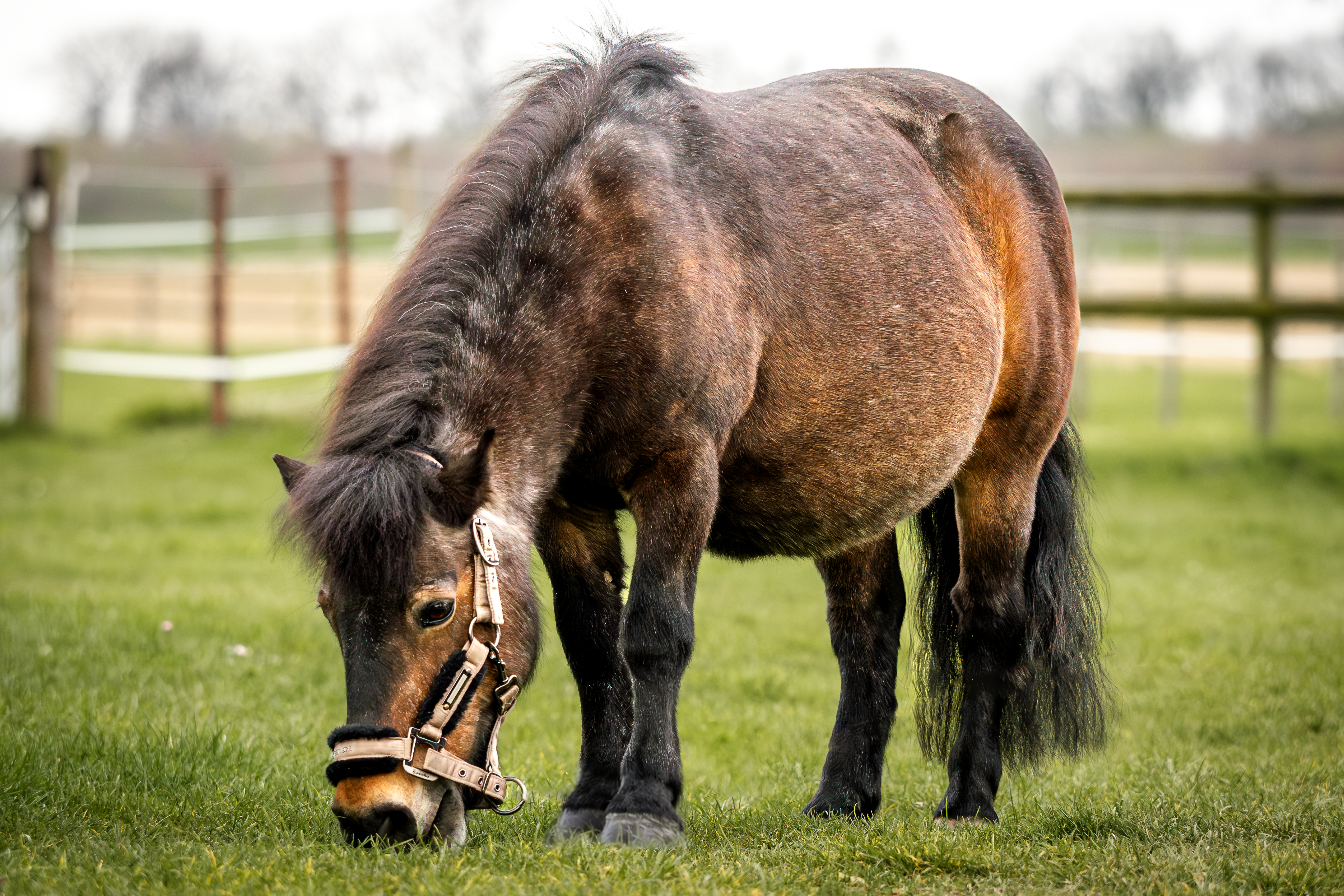 Unser Pony der Kinderreitschule - Viki